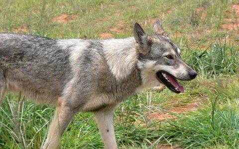 虽然被叫做狂犬病但并不是只是狗狗的专利