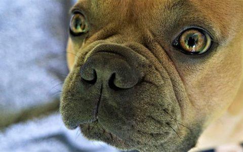 法国斗牛犬的日常困扰五:口腔气味