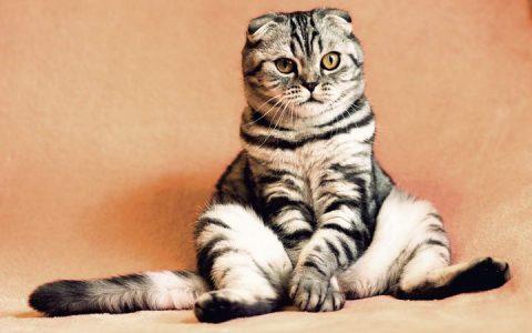 老年宠物狗狗和猫咪常见疾病之椎间盘疾病