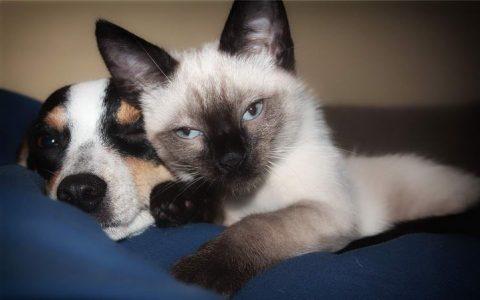 老年宠物狗狗和猫咪常见疾病之肿瘤疾病