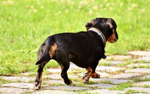 腊肠犬常见疾病：瘫痪