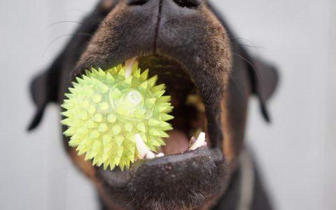 宠物狗狗和猫咪常见口腔疾病：牙周病、牙龈瘘管、蛀牙、增生团块、肿瘤