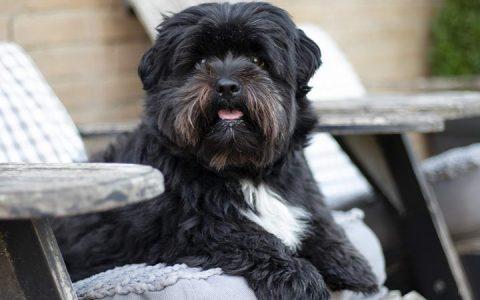 网上流传的一些关于宠物绝育的谣言