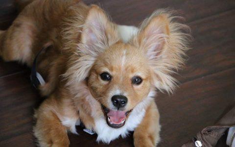 狗狗寄生虫介绍：耳螨/耳疥虫