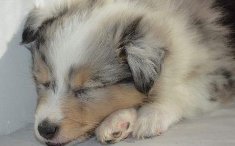 狗狗常见的五种疾病：结膜炎、膝盖骨异位、外耳炎、牙结石、过敏性皮肤炎