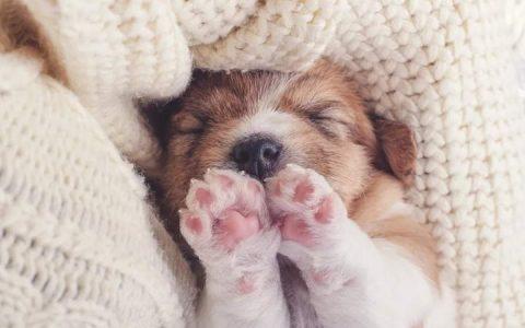 冷知识：狗狗小时候肉垫是粉红色，长大怎么变成黑色了？