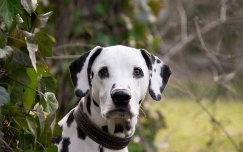 母狗常见生殖系统疾病