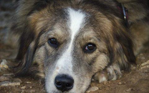 狗狗感冒了，可以吃我们的感冒药吗？