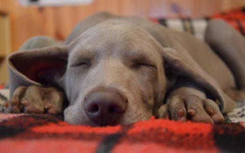 狗狗慢性肾病的相关介绍