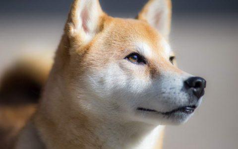 柴犬有哪些常见疾病