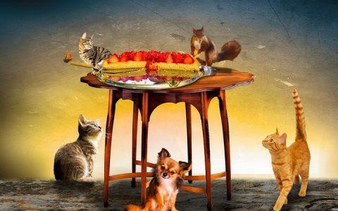 狗狗猫咪过敏原大作战从吃下手!