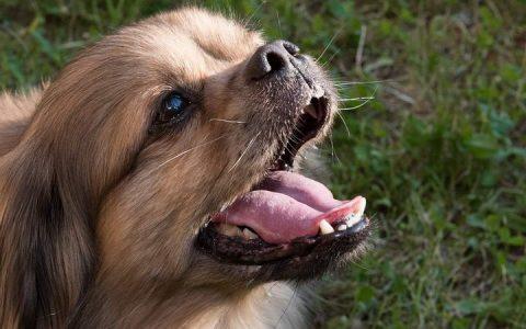 别让网络谣言害死狗狗（下）：给狗吃人吃的等