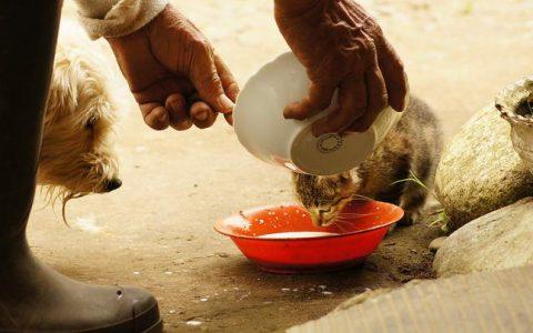 猫咪和狗狗互相吃对方的食物：不可取，可能对健康造成影响