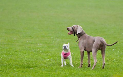 当大狗和小狗相遇的时候为什么小型狗狗叫得很凶，而大型狗狗却很少叫？