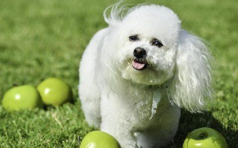 狗狗个性：超可爱的微笑比熊犬