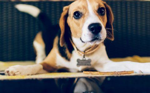 夏天如何保持宠物的耳朵耳道健康？