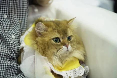 重磅惊喜福利！专业观众星级酒店住宿免费送！手慢无！