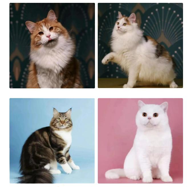 IPS青春芒果爱宠展预售票限时抢购中！这个夏天玩点不一YOUNG！