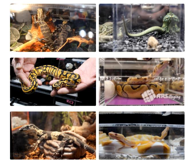 IPS青春芒果爱宠展预售票限时抢购中！这个夏天玩点不一YOUNG！