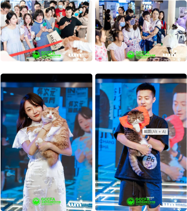 来点「萌」料！GCCFA&amp;小芒第60届品种猫积分赛重磅来袭！！