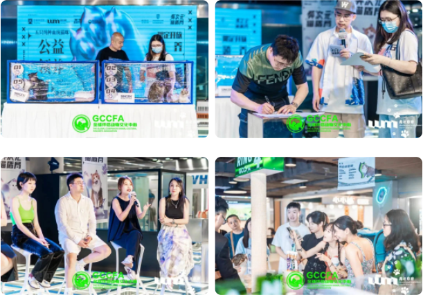 来点「萌」料！GCCFA&amp;小芒第60届品种猫积分赛重磅来袭！！