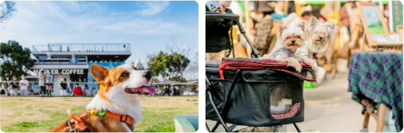 来点「萌」料！GCCFA&amp;小芒第60届品种猫积分赛重磅来袭！！