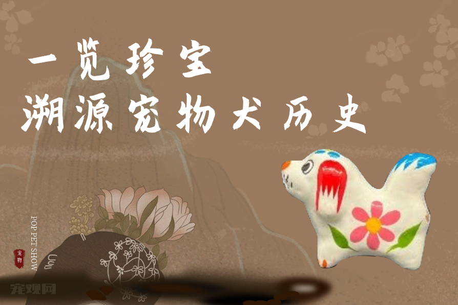 期待揭晓！国际潮宠展联合宠知源独家展示宠物犬起源的宝藏资料！