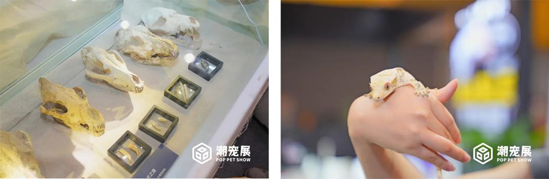 广州国际潮宠展宠物展宠博会｜精彩重温！期待2024再续辉煌！