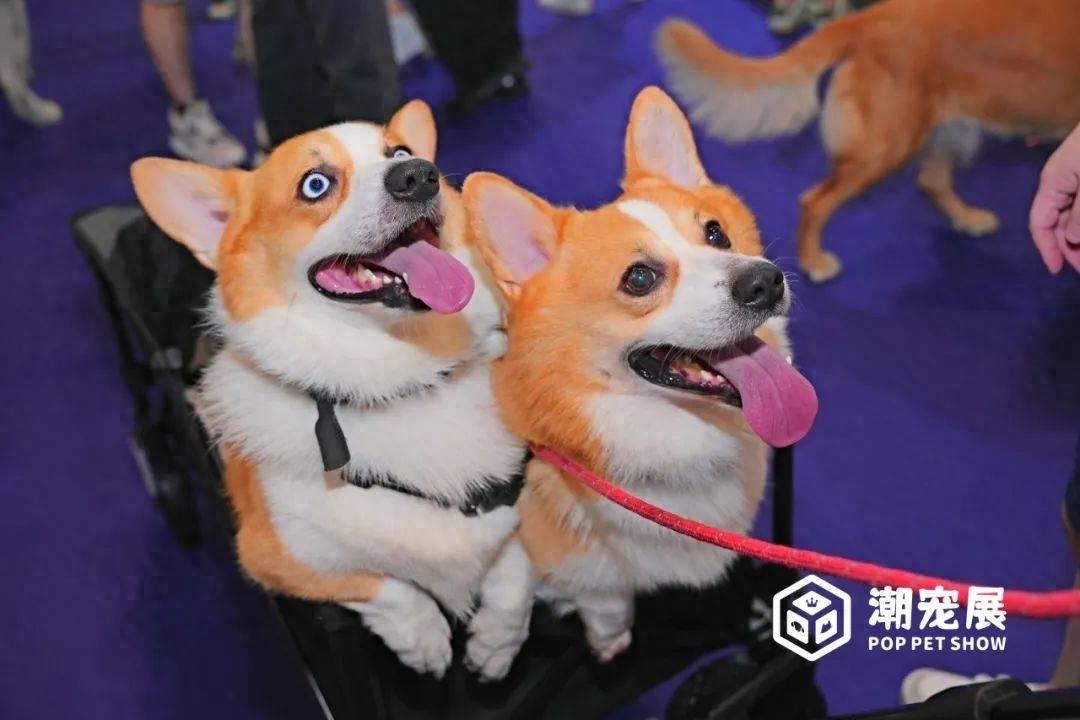 为品牌力提速！潮宠展发布2024年度战略！2024年潮宠展/潮流宠物展/萌宠展/宠博会
