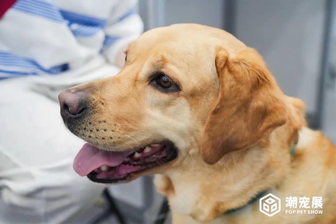 为品牌力提速！潮宠展发布2024年度战略！2024年潮宠展/潮流宠物展/萌宠展/宠博会