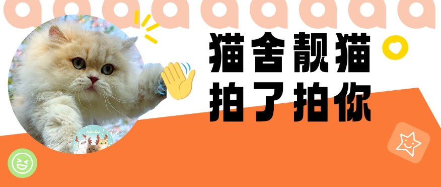 多家猫舍参展有它展，U秀喵星人降临，快来吸猫！