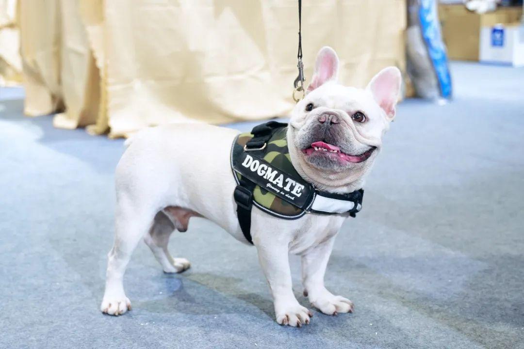 国庆黄金周锁定佛山潭洲有它展！各大主题板块火热招商中，名额有限！