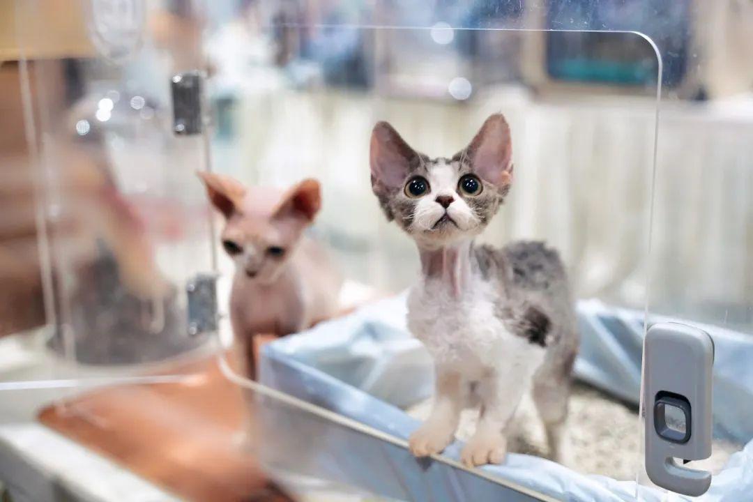 国庆黄金周锁定佛山潭洲有它展！各大主题板块火热招商中，名额有限！