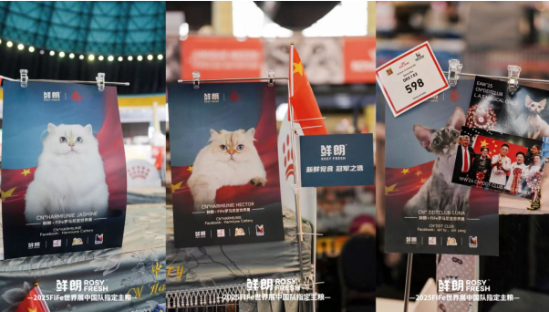 连续两年成为指定主粮，鲜朗以「新鲜营养」护航中国猫咪问鼎国际赛场