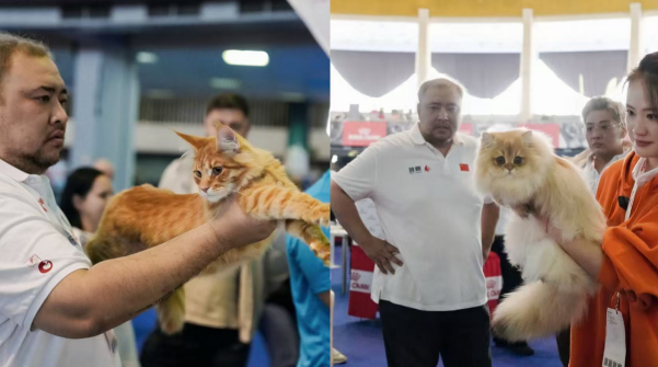 连续两年成为指定主粮，鲜朗以「新鲜营养」护航中国猫咪问鼎国际赛场