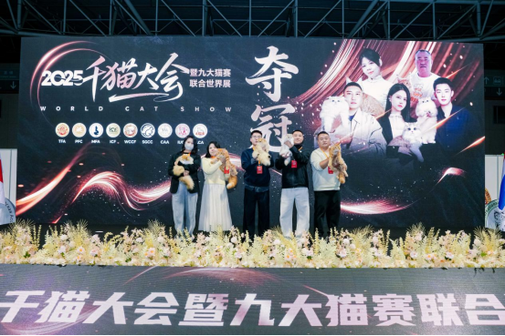 黄海之滨的喵星盛宴：四天狂欢定格CHARM野性魅力新高度