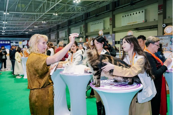 黄海之滨的喵星盛宴：四天狂欢定格CHARM野性魅力新高度