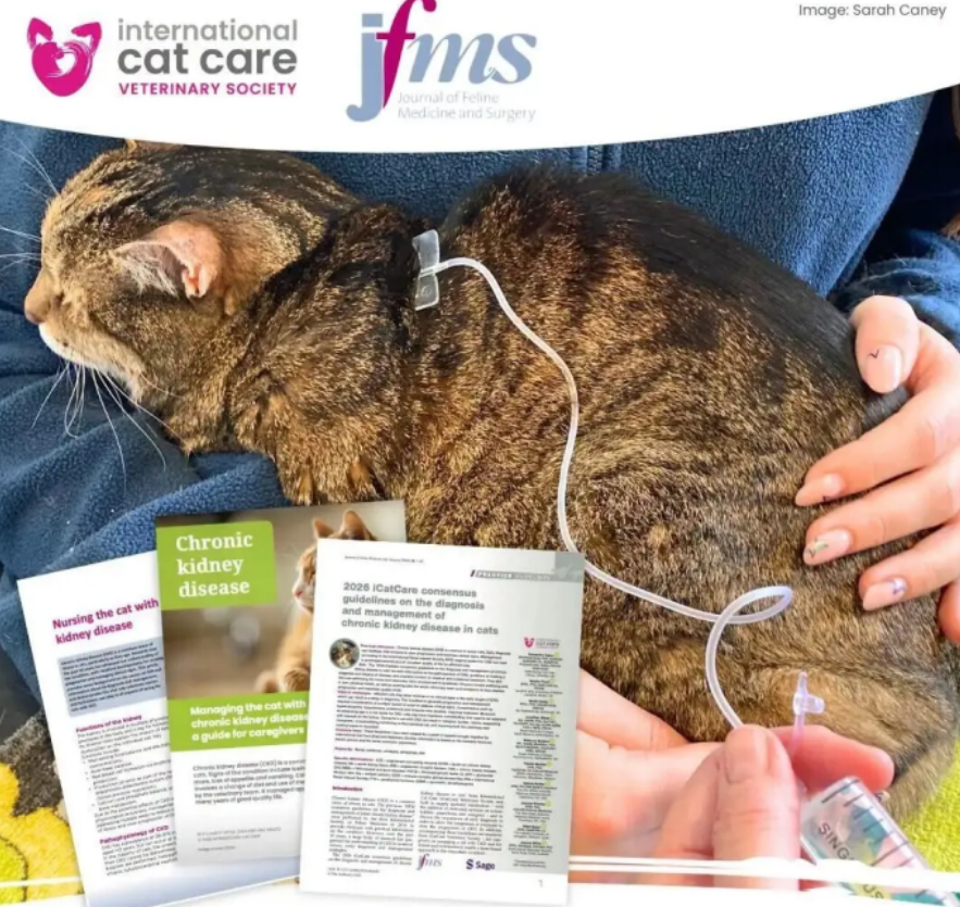 时隔十年, iCatCare更新“猫慢性肾病诊疗”指南